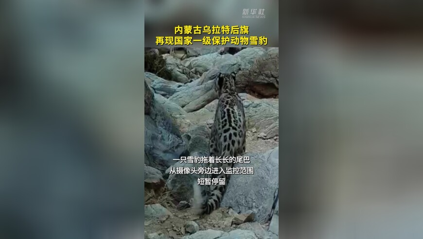 春风十里不如你,澳门三肖三码期期准精选牛,精准解释落实及其象征意义_户外版V9.8