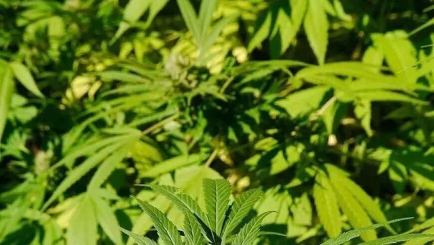 哪吒2票房破70亿,老澳门码今期开奖结果,精准解释落实的人生哲理_豪华版V15.19